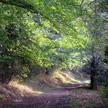 Sentier en forêt de la Montagne noire