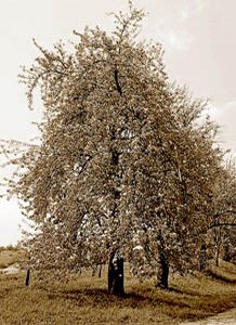 un arbre poirier dans un champ